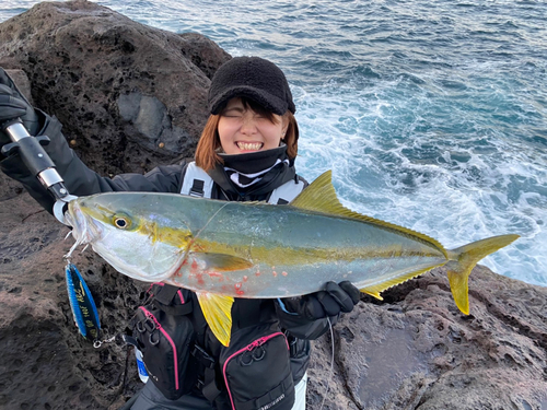 ヒラマサの釣果