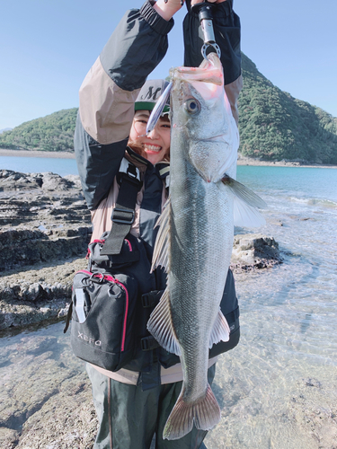 マルスズキの釣果