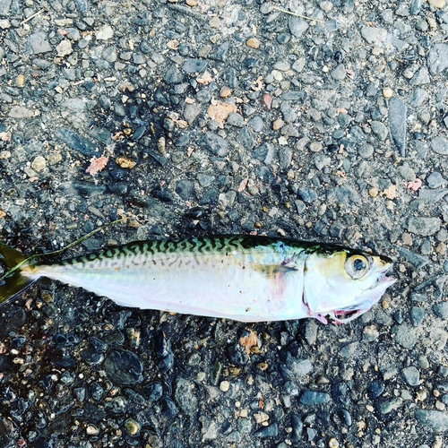 サバの釣果