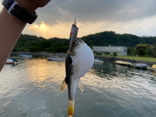 フグの釣果