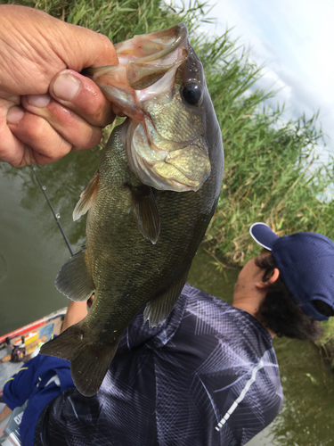 ラージマウスバスの釣果