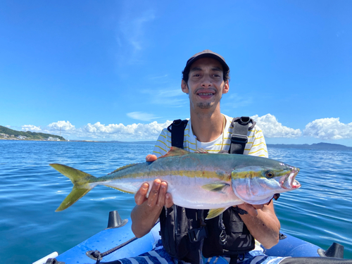 イナダの釣果