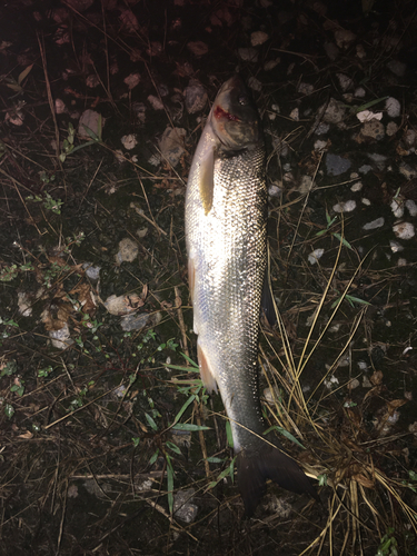 ウグイの釣果