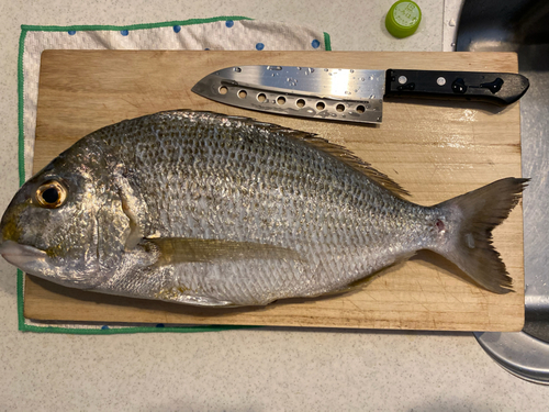 ヘダイの釣果