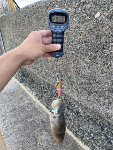 コウイカの釣果