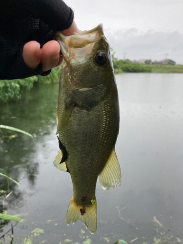 釣果