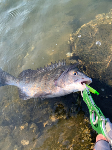 チヌの釣果