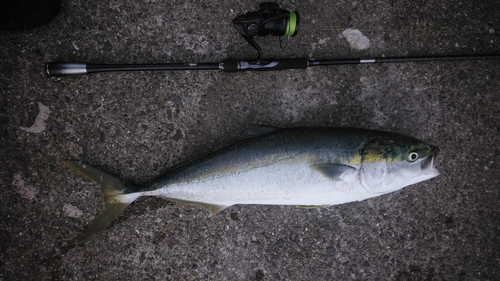 ワラサの釣果