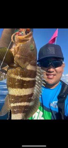 アオハタの釣果