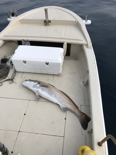 オオニベの釣果