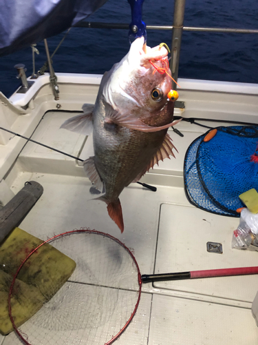 マダイの釣果