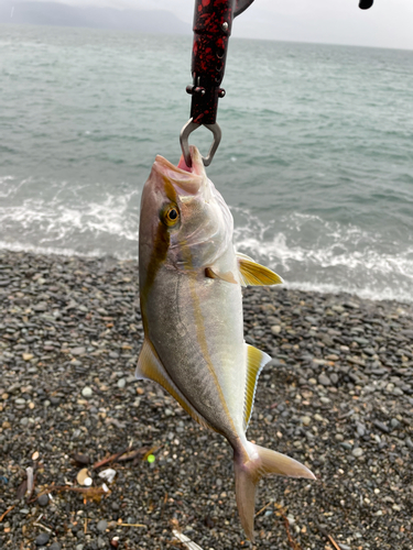 ショゴの釣果