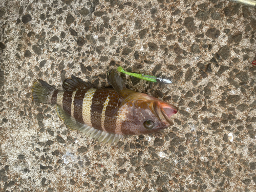 アオハタの釣果