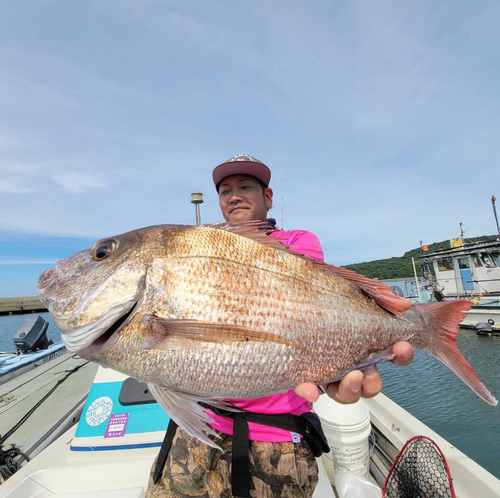 マダイの釣果