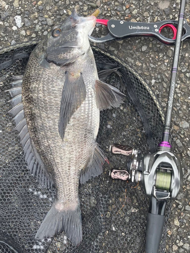 チヌの釣果