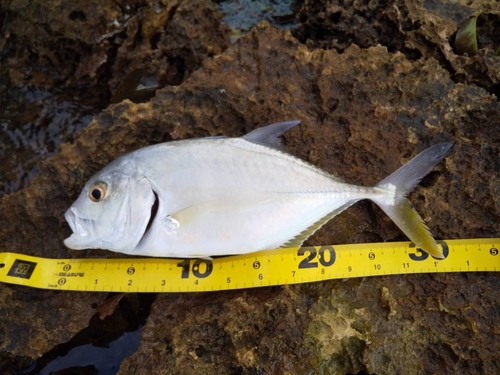 ロウニンアジの釣果