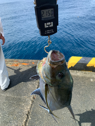 ギンガメアジの釣果