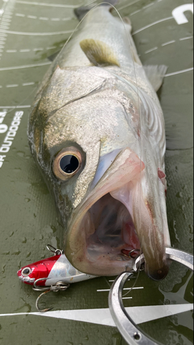 シーバスの釣果