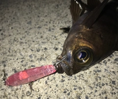 シロメバルの釣果