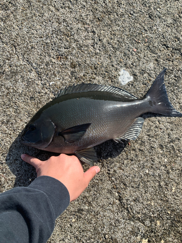 クロメジナの釣果