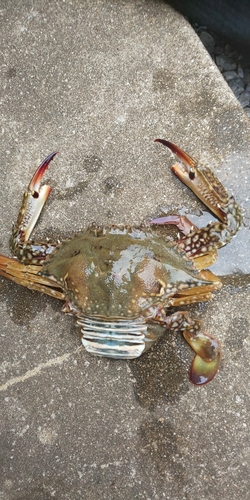 ワタリガニの釣果