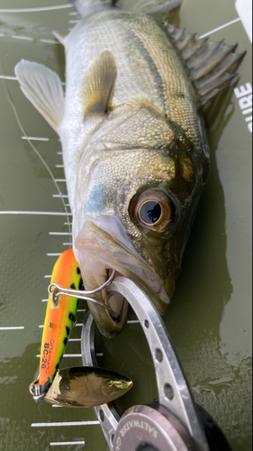 シーバスの釣果