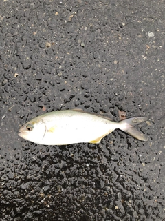 ショゴの釣果