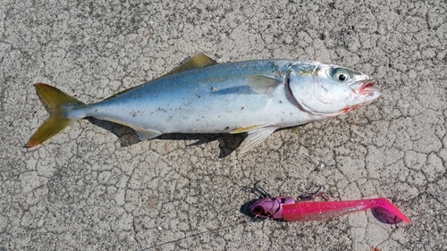 ツバスの釣果