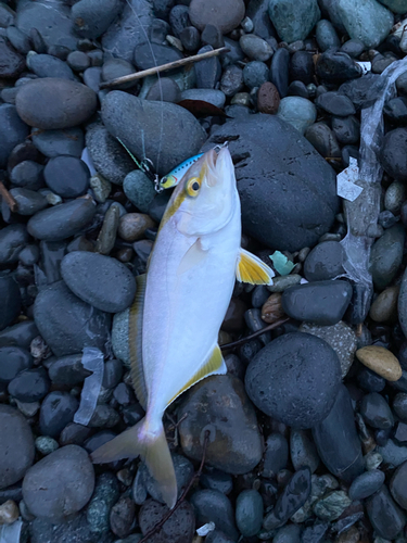 ショゴの釣果