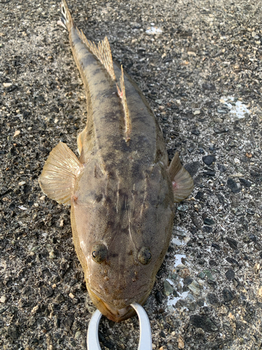 マゴチの釣果