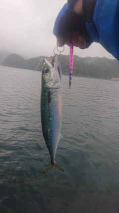 ゴマサバの釣果