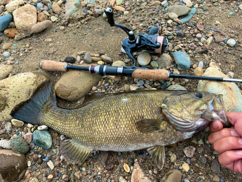 スモールマウスバスの釣果