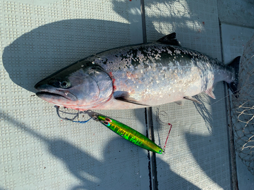 サクラマスの釣果