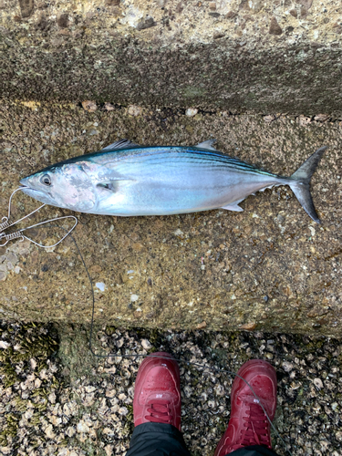 ハガツオの釣果