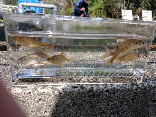 タナゴの釣果