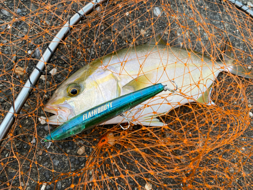 ショゴの釣果