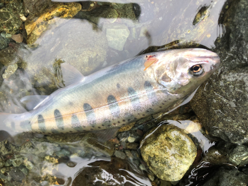 ヤマメの釣果