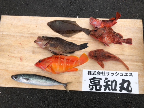 ヤマメの釣果