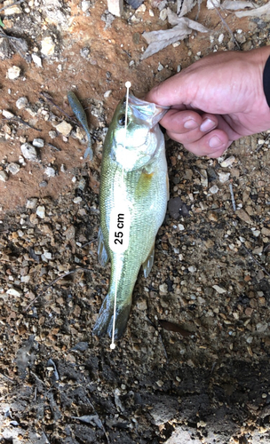 ブラックバスの釣果