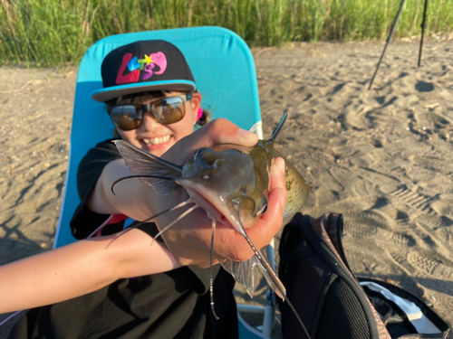 アメリカナマズの釣果