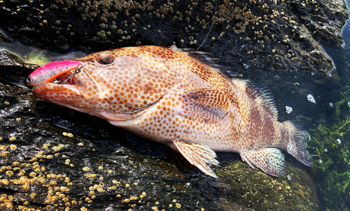 オオモンハタの釣果