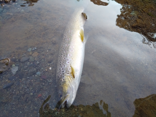 ブラウントラウトの釣果