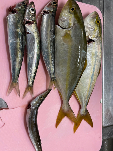 ショゴの釣果