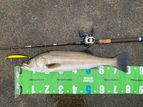 シーバスの釣果