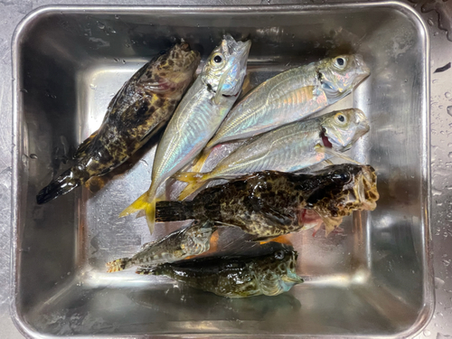 アジの釣果