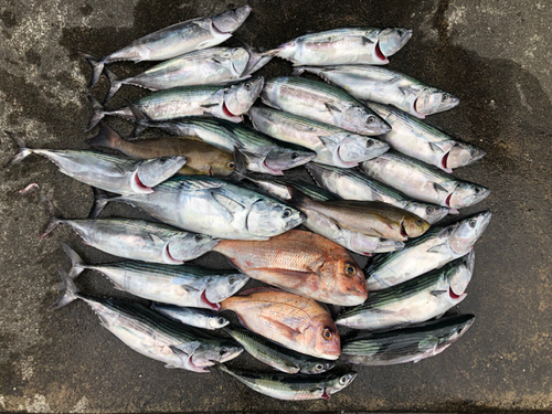 ハガツオの釣果