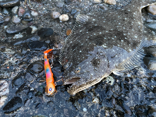 ヒラメの釣果