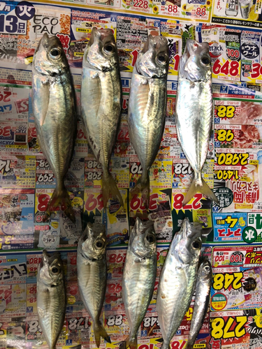 アジの釣果