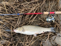 ウグイの釣果