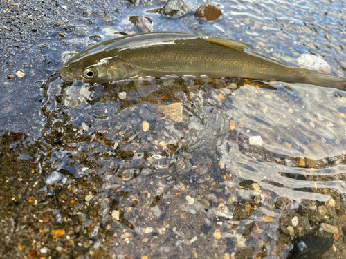 ウグイの釣果